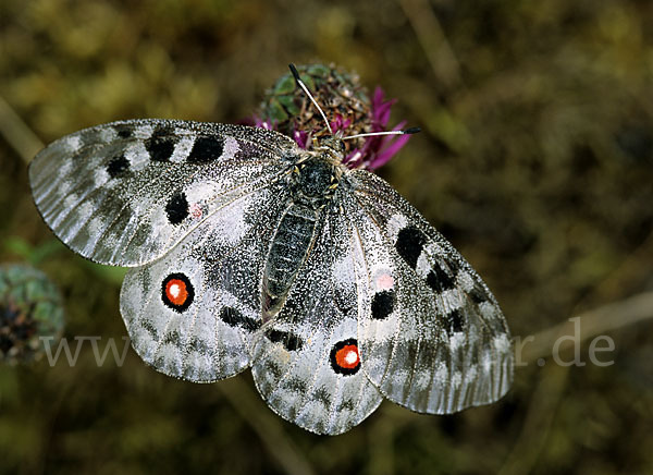 Apollofalter (Parnassius apollo)