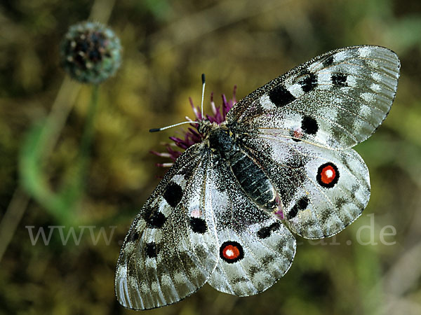 Apollofalter (Parnassius apollo)