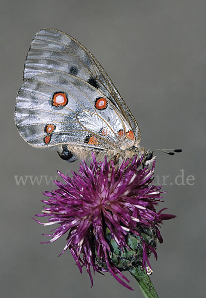 Apollofalter (Parnassius apollo)