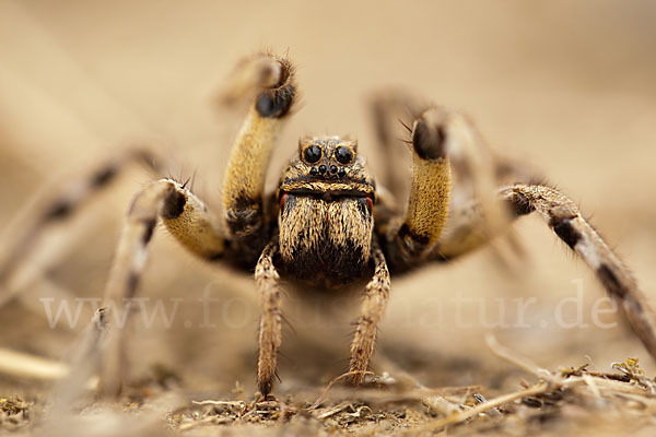 Apulische Tarantel (Lycosa tarentula)