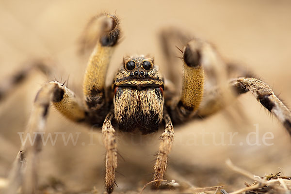 Apulische Tarantel (Lycosa tarentula)