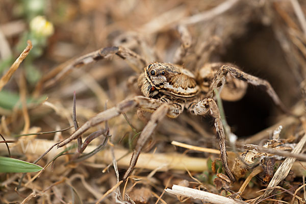 Apulische Tarantel (Lycosa tarentula)