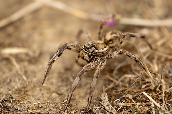 Apulische Tarantel (Lycosa tarentula)