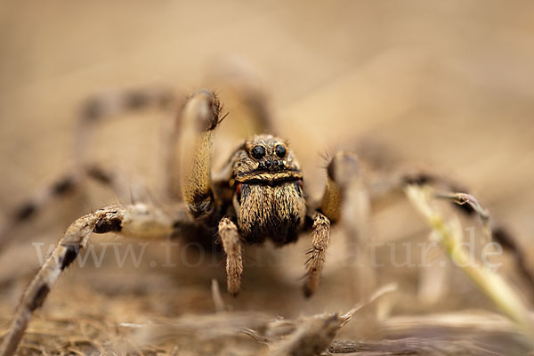 Apulische Tarantel (Lycosa tarentula)