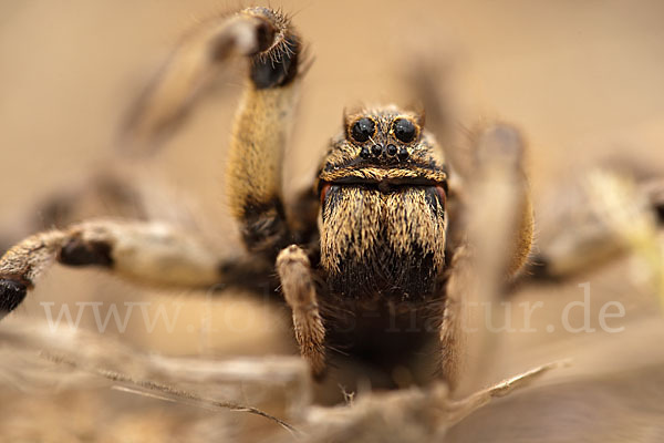 Apulische Tarantel (Lycosa tarentula)