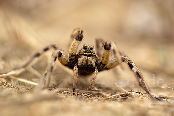 Apulische Tarantel (Lycosa tarentula)