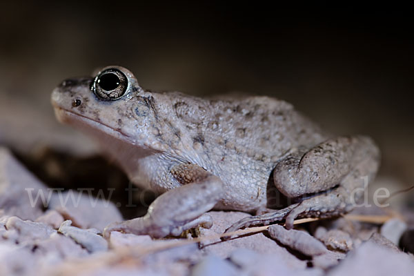 Arabische Kröte (Bufo arabicus)