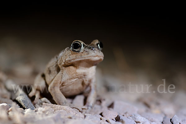 Arabische Kröte (Bufo arabicus)