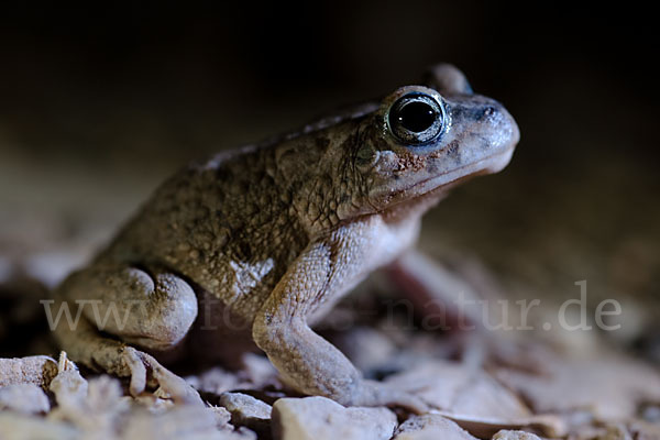 Arabische Kröte (Bufo arabicus)