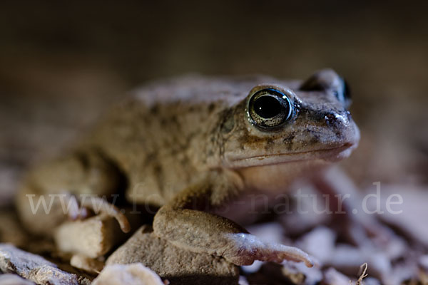 Arabische Kröte (Bufo arabicus)