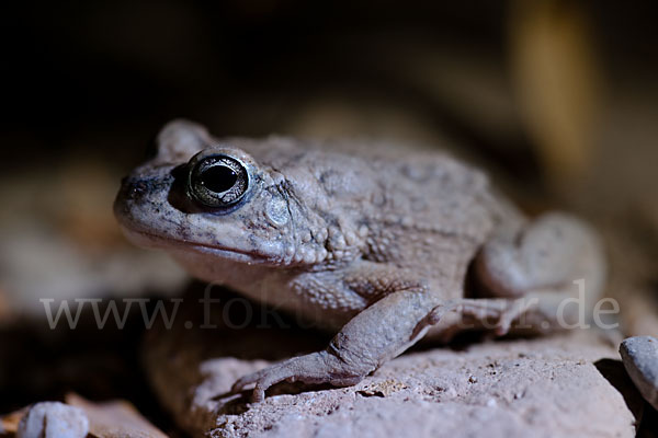 Arabische Kröte (Bufo arabicus)