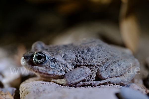 Arabische Kröte (Bufo arabicus)