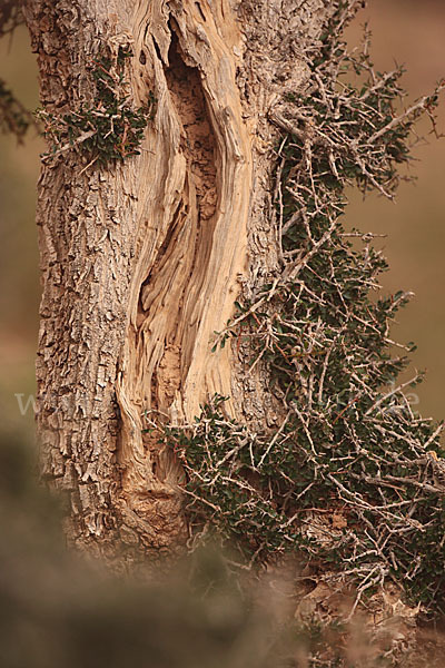 Arganie (Argania spinosa)