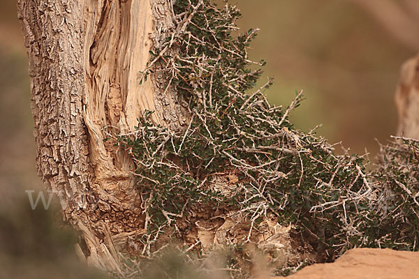 Arganie (Argania spinosa)