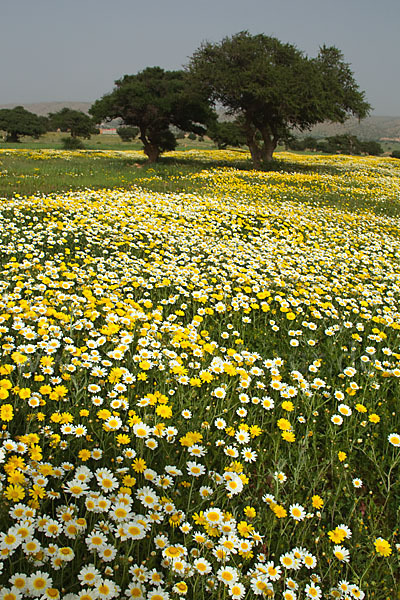 Arganie (Argania spinosa)