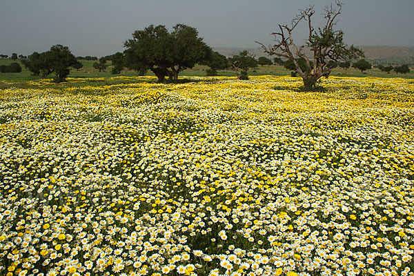 Arganie (Argania spinosa)