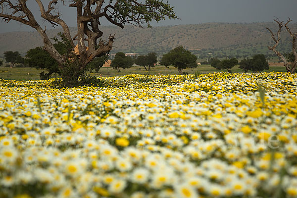 Arganie (Argania spinosa)