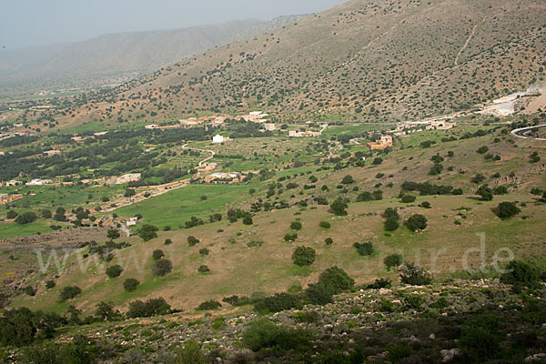 Arganie (Argania spinosa)