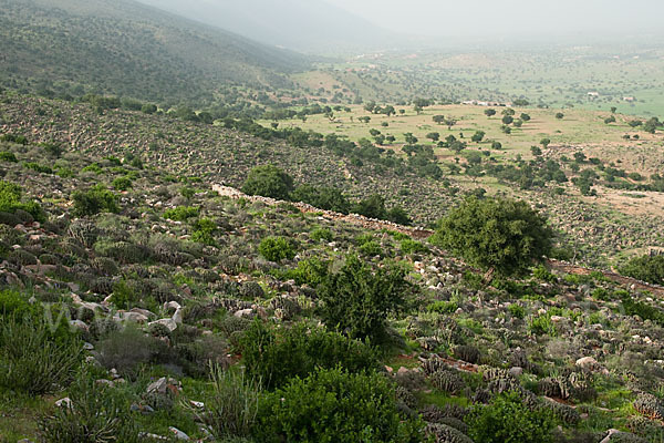 Arganie (Argania spinosa)