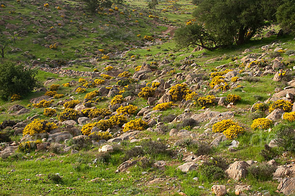 Arganie (Argania spinosa)