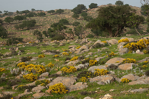 Arganie (Argania spinosa)