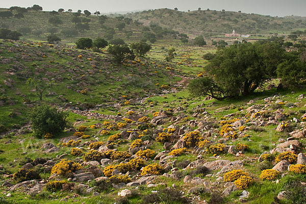 Arganie (Argania spinosa)