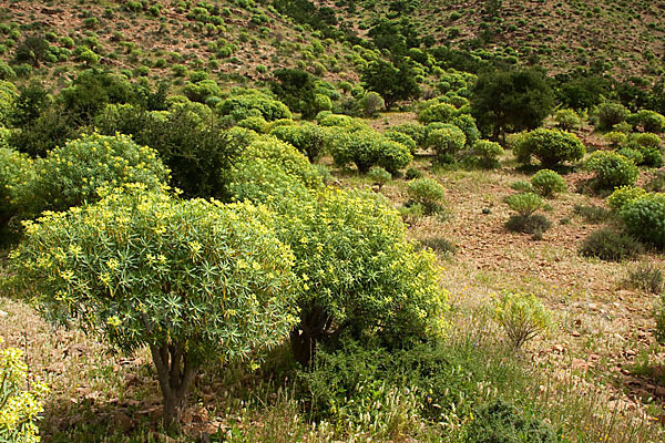 Arganie (Argania spinosa)