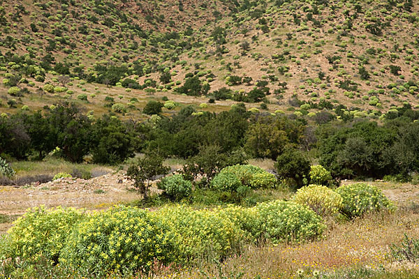 Arganie (Argania spinosa)