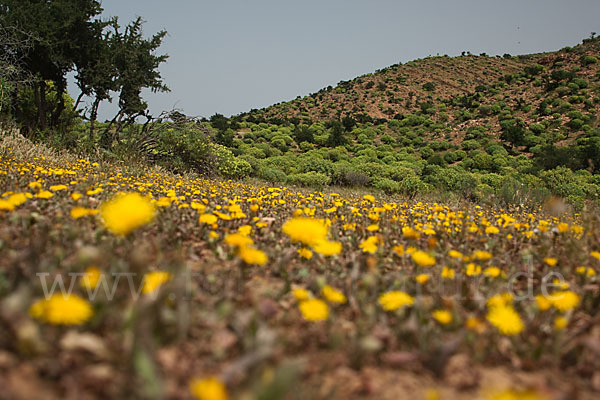 Arganie (Argania spinosa)