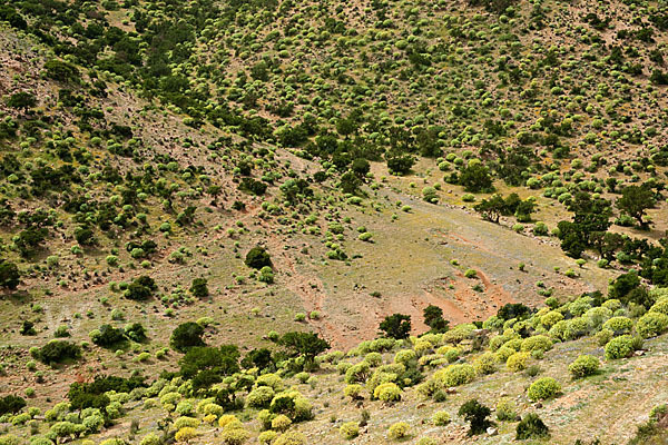 Arganie (Argania spinosa)