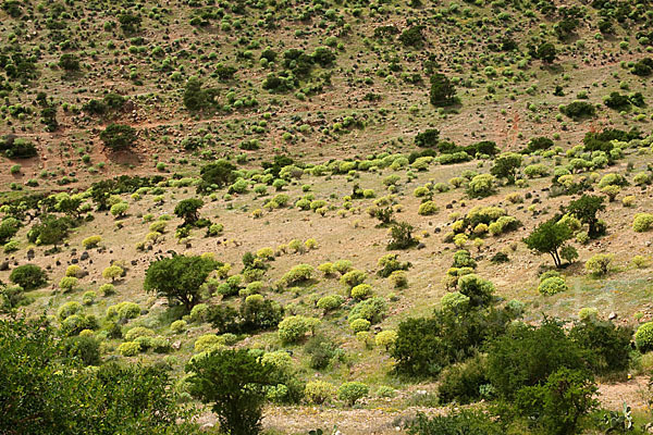 Arganie (Argania spinosa)