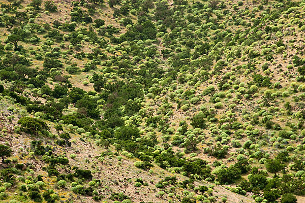 Arganie (Argania spinosa)