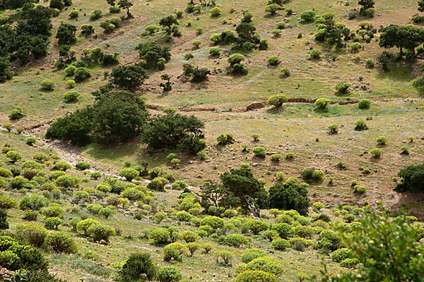 Arganie (Argania spinosa)