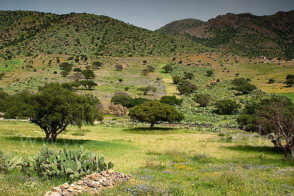 Arganie (Argania spinosa)