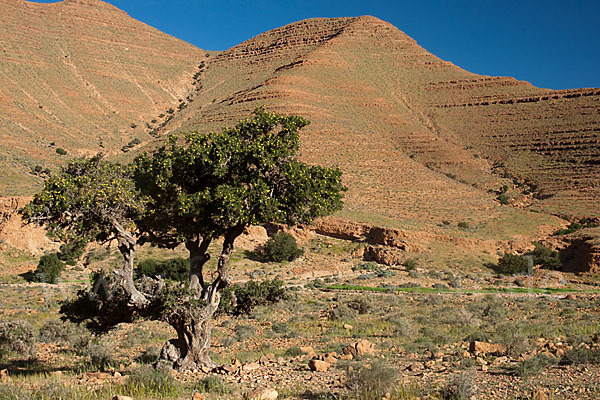 Arganie (Argania spinosa)