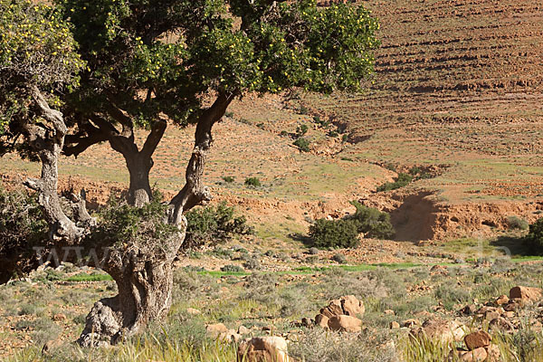 Arganie (Argania spinosa)