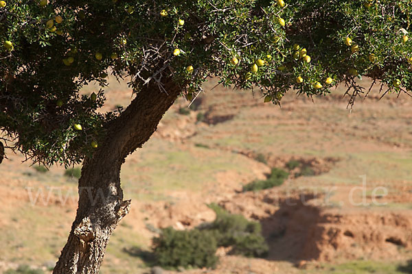 Arganie (Argania spinosa)