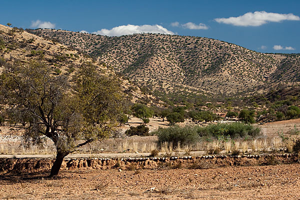 Arganie (Argania spinosa)