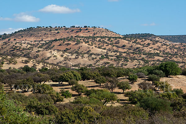 Arganie (Argania spinosa)