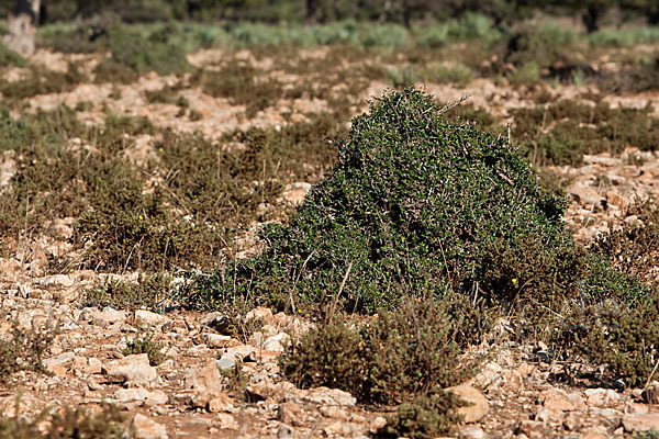 Arganie (Argania spinosa)