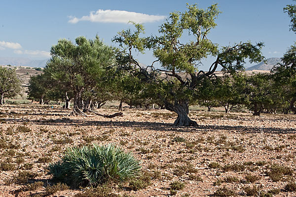 Arganie (Argania spinosa)