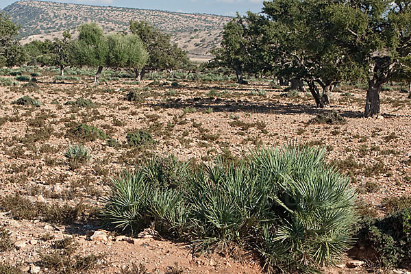 Arganie (Argania spinosa)