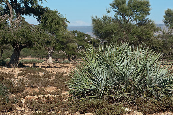 Arganie (Argania spinosa)