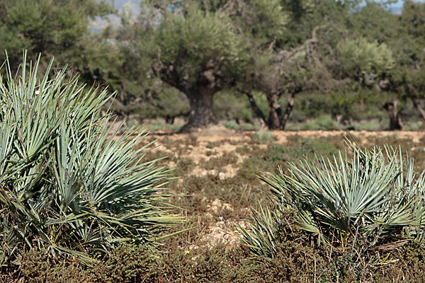 Arganie (Argania spinosa)