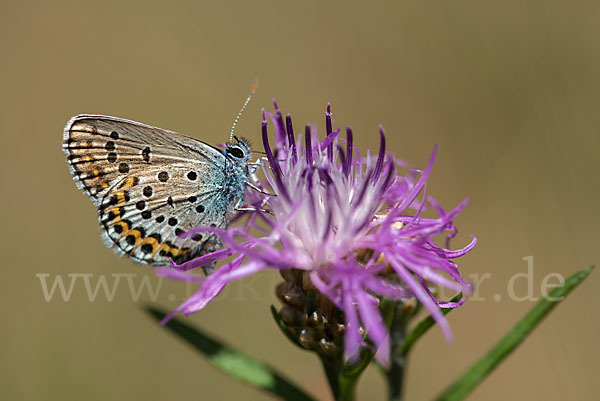 Argus-Bläuling (Plebeius argus)