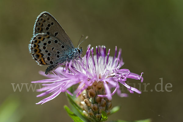 Argus-Bläuling (Plebeius argus)