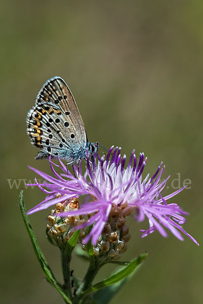 Argus-Bläuling (Plebeius argus)