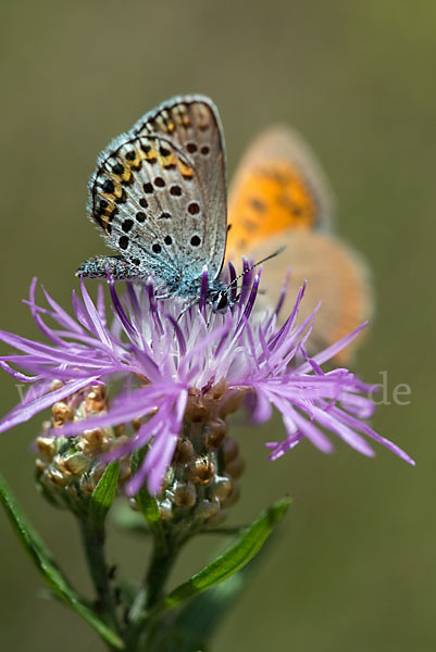 Argus-Bläuling (Plebeius argus)