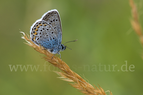 Argus-Bläuling (Plebeius argus)