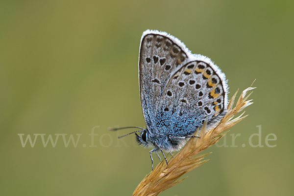 Argus-Bläuling (Plebeius argus)